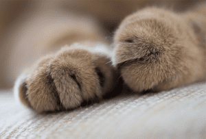 furry cat paw