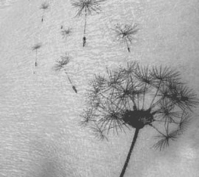 dandelion tattoo